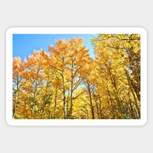 Colorado Aspen Groves and Fall Colors Sticker